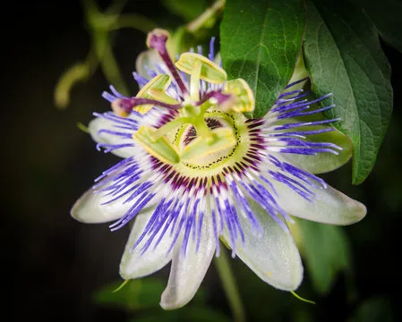 Android APP 下载二维码